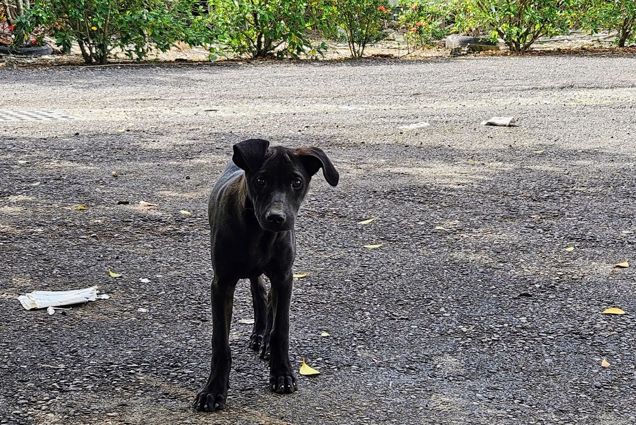 Neimen Gouping Library