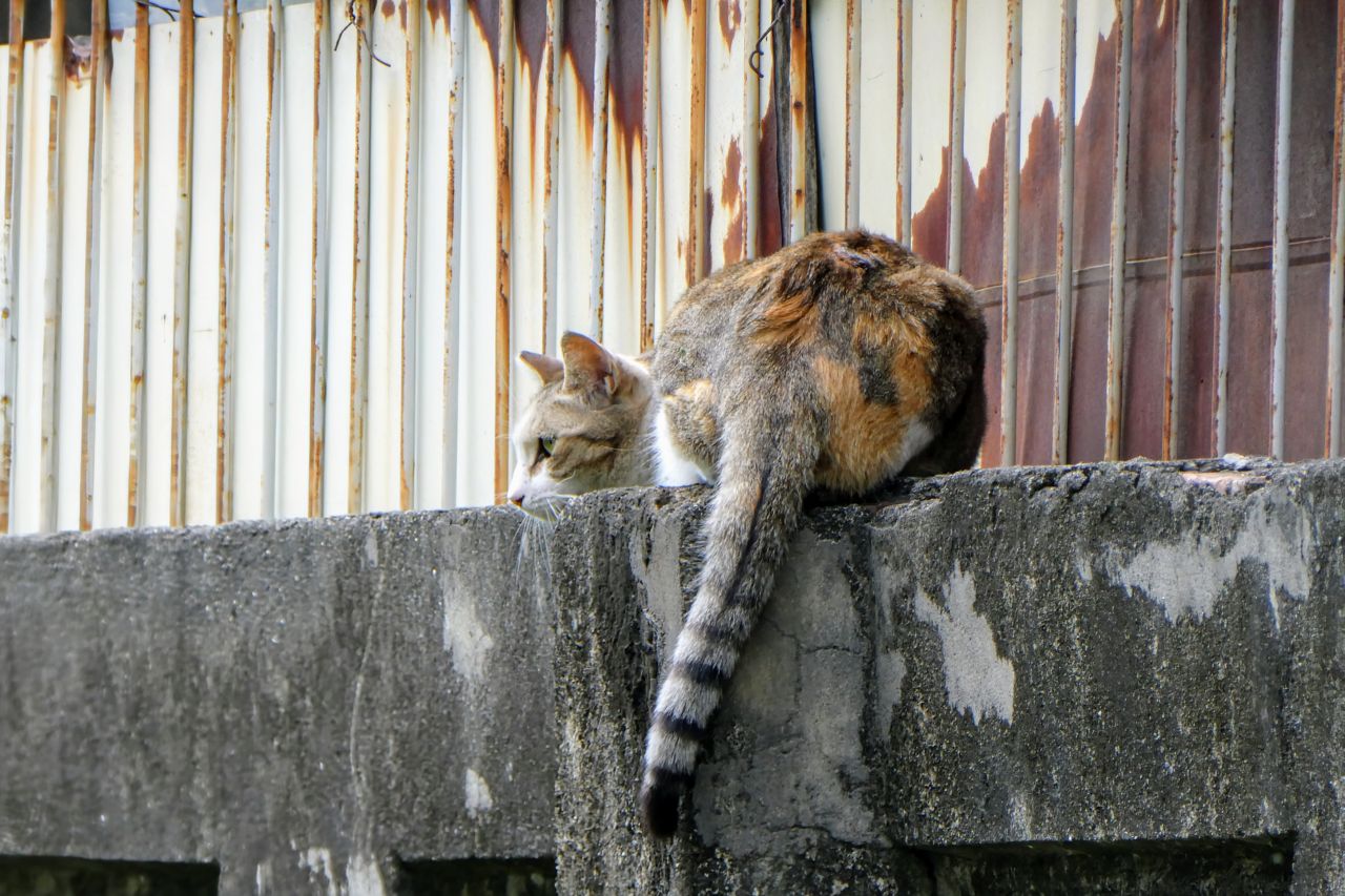 Pingtung Veterans General Hospital